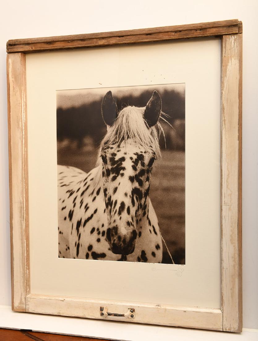 American School, equine photograph (1 of 7)