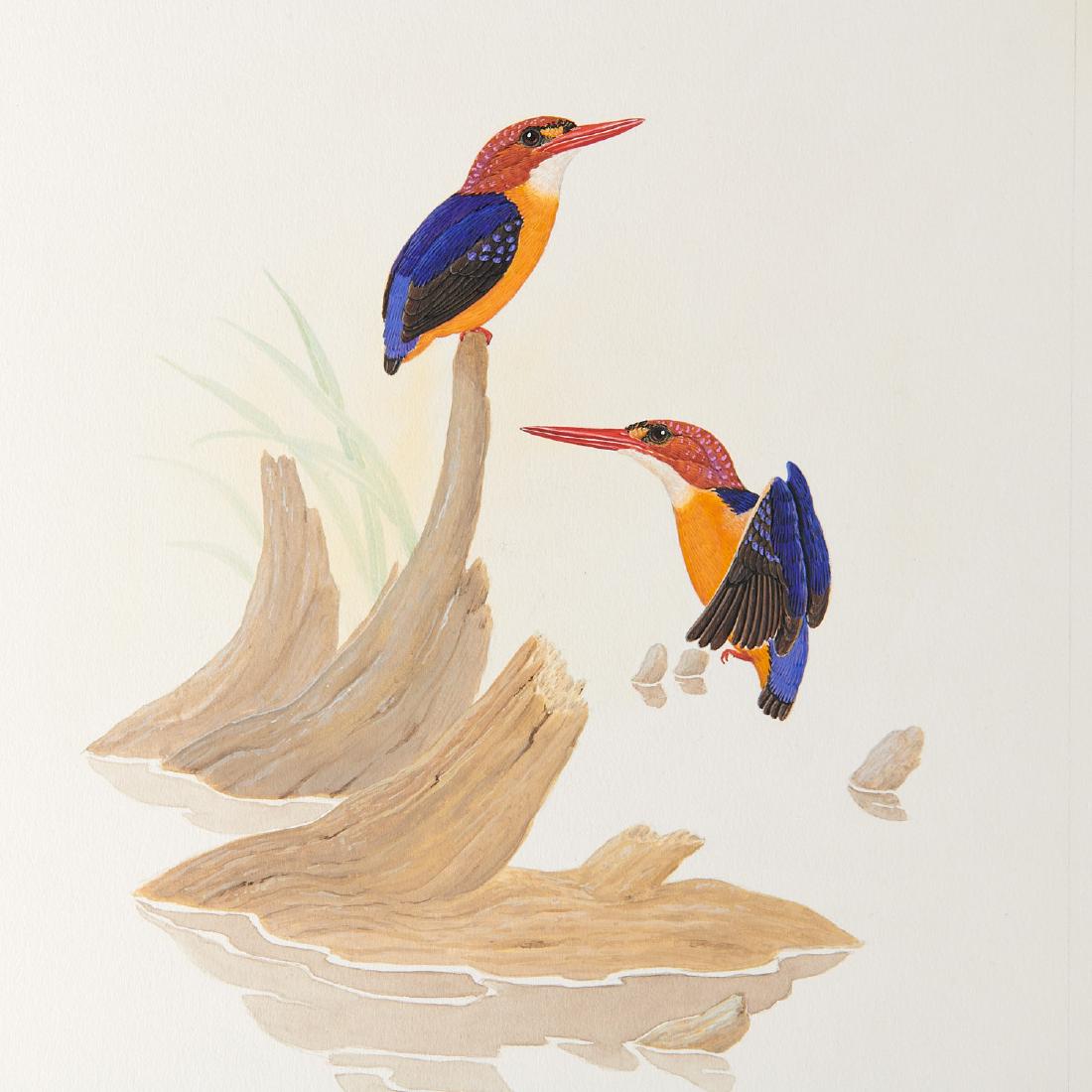 George Sandstrom, ornithological illustration: George Sandstrom, ornithological illustration, George Sandstrom (Argentinian/American, 1925-2006), Ceyx Lecontii, c. 1970, ink and watercolor on cardboard with clear transparency overlay, signed and t