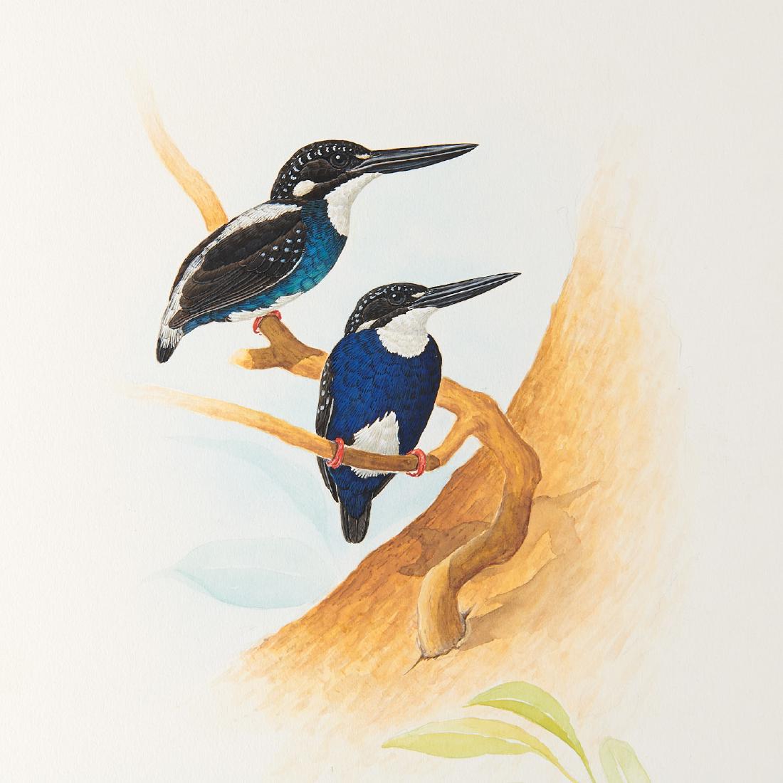 George Sandstrom, ornithological illustration: George Sandstrom, ornithological illustration, George Sandstrom (Argentinian/American, 1925-2006), Two Blue Kingfishers, c. 1970, ink and watercolor on cardboard with clear transparency overlay, signe