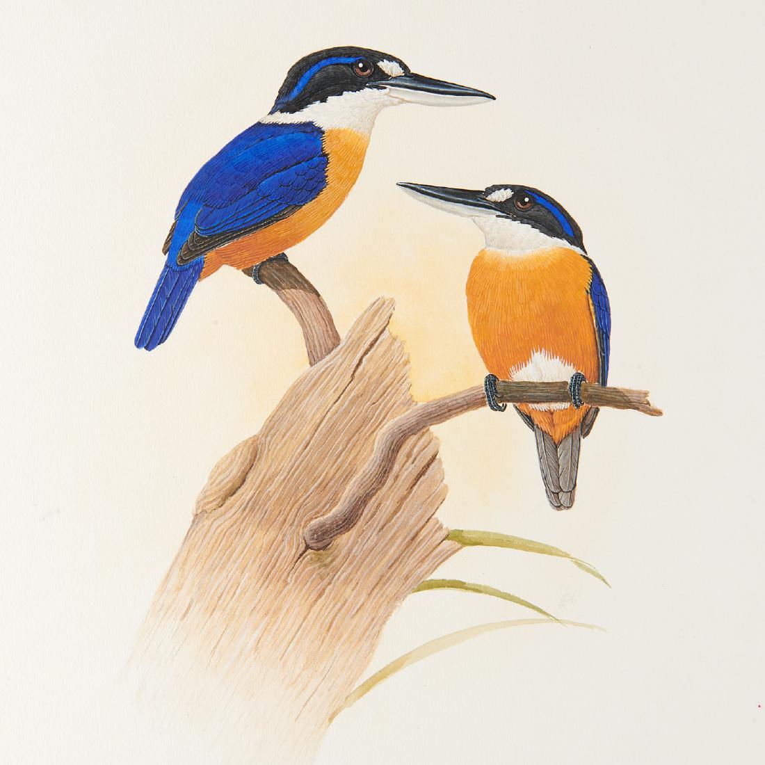 George Sandstrom, ornithological illustration: George Sandstrom, ornithological illustration, George Sandstrom (Argentinian/American, 1925-2006), Male and Female Halcyon Farguttari, c. 1970, ink and watercolor on cardboard with clear transparency 