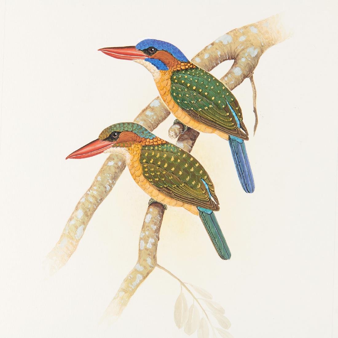 George Sandstrom, ornithological illustration: George Sandstrom, ornithological illustration, George Sandstrom (Argentinian/American, 1925-2006), Male and Female Halcyon Hombroni, c. 1970, ink and watercolor on cardboard with clear transparency ov