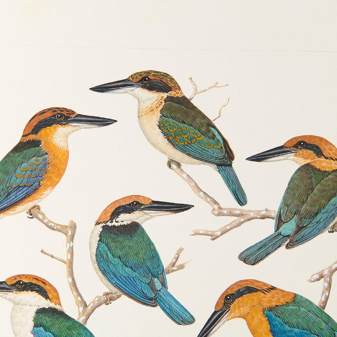 George Sandstrom, ornithological illustration: George Sandstrom, ornithological illustration, George Sandstrom (Argentinian/American, 1925-2006), Various Storkbilled Kingfishers, c. 1970, ink and watercolor on cardboard with clear transparency ove