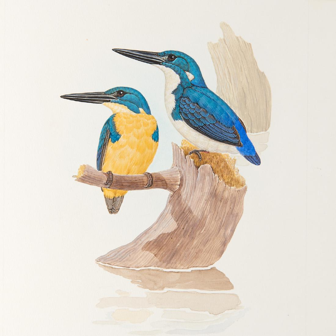 George Sandstrom, ornithological illustration: George Sandstrom, ornithological illustration, George Sandstrom (Argentinian/American, 1925-2006), Male and Female Ceyx Websteri, c. 1970, ink and watercolor on cardboard with clear transparency overl