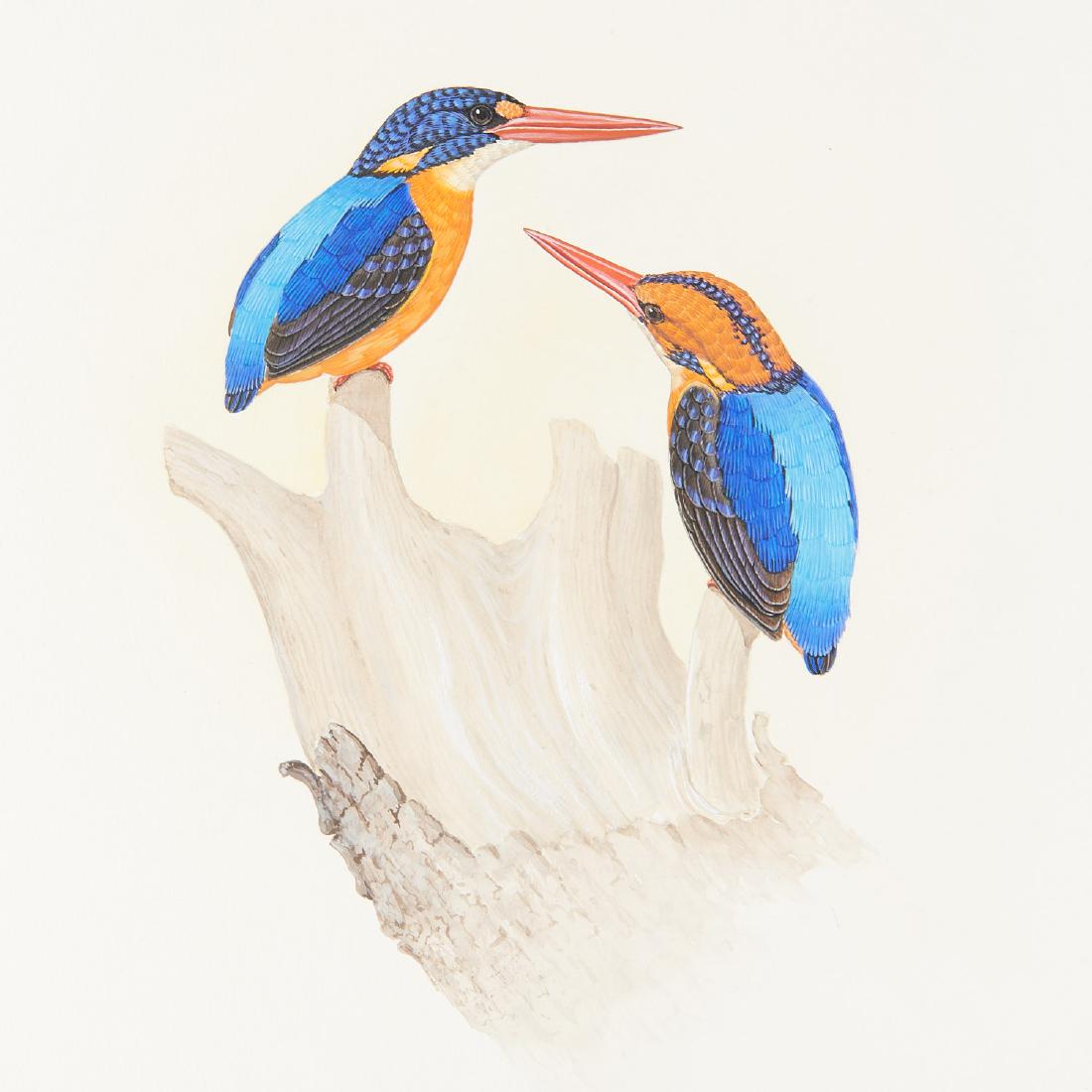 George Sandstrom, ornithological illustration: George Sandstrom, ornithological illustration, George Sandstrom (Argentinian/American, 1925-2006), Male and Female Ceyx Dispar, c. 1970, ink and watercolor on cardboard with clear transparency overlay