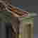 item-66008368=7