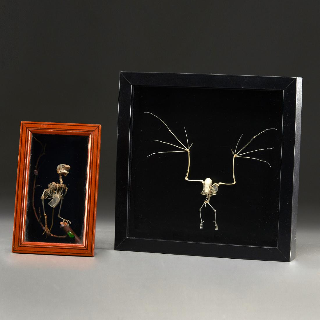 Bird and bat skeleton specimens (1 of 6)