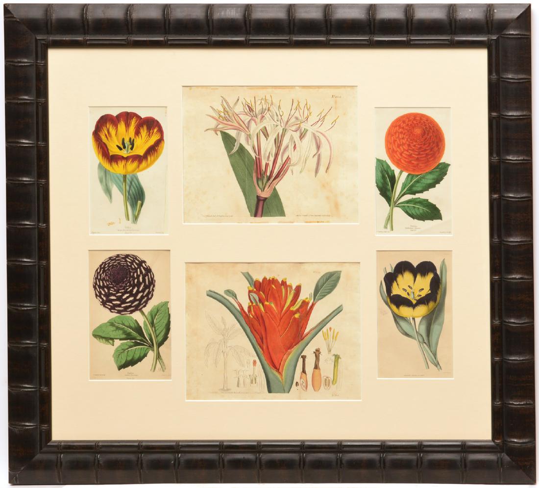 Antique hand-colored botanical engravings (1 of 10)