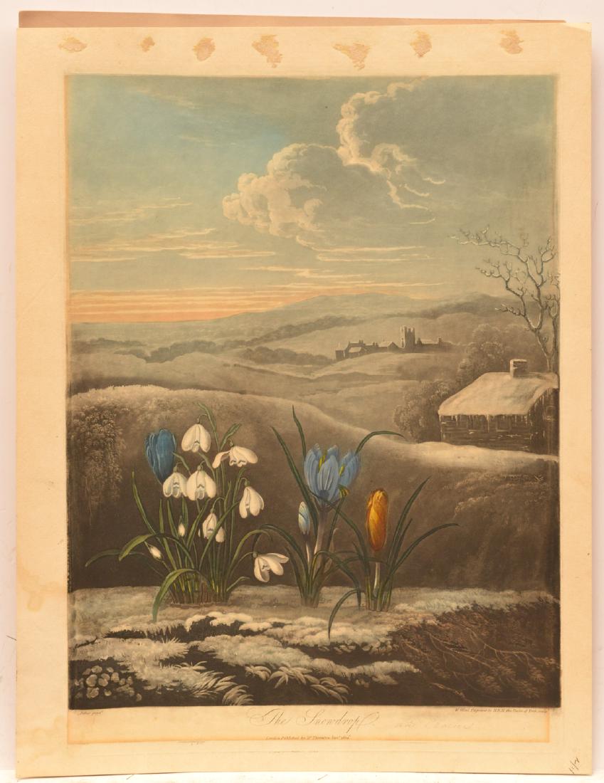 William Ward, plate from "Temple of Flora" (1 of 10)