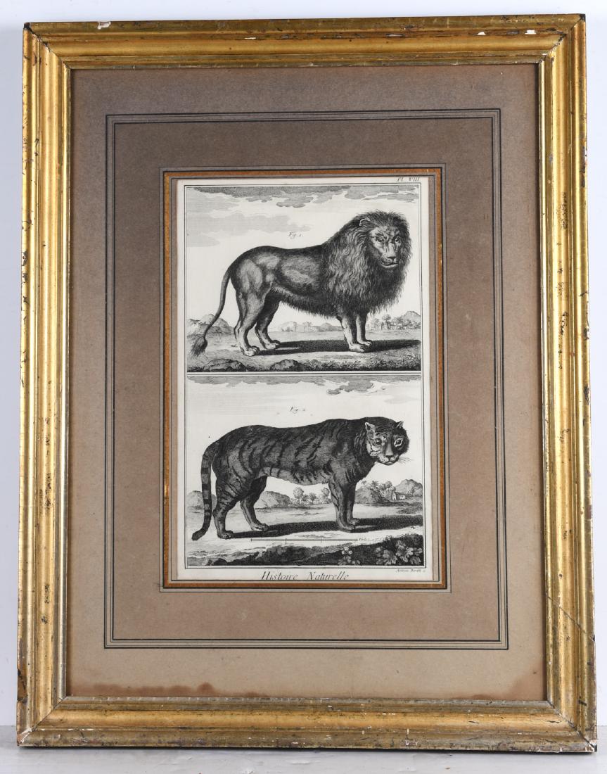 Histoire Naturelle, 18th c. engraving (1 of 6)