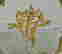 item-75525403=3