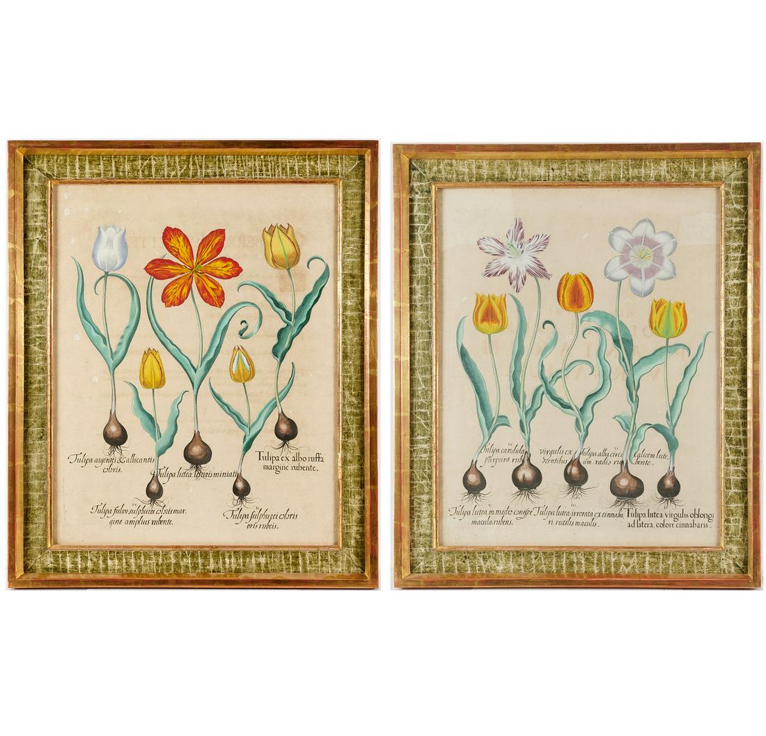 Basilius Besler, (2) Engravings: Basilius Besler, (2) Engravings, Basilius Besler (German, 1561-1629), Hortus Eystettensis, c. 1613, (2) hand-colored engravings, 20" h x 16" w, framed and glazed Provenance: The Collection of Elizabet