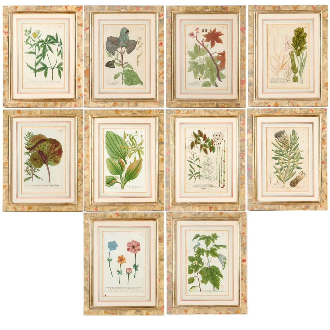 Johann Wilhelm Weinmann, (10) botanical engravings (1 of 17)