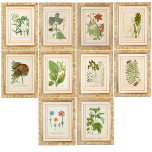 Johann Wilhelm Weinmann, (10) botanical engravings: Johann Wilhelm Weinmann, (10) botanical engravings, Johann Wilhelm Weinmann (German, 1683-1741), from Phytanthoza Iconographia, hand-finished mezzotint engravings on paper, c. 1740, matted and framed