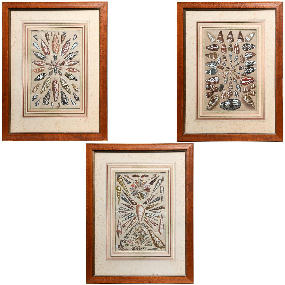 Albertus Seba (3) Sea Shell color plates, 18th c. (1 of 5)