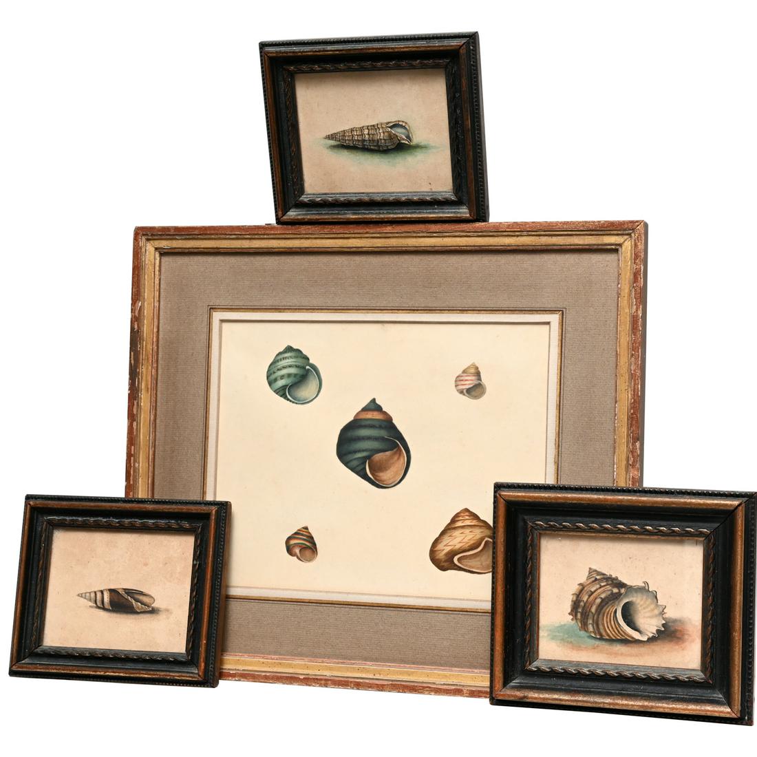English School, (4) Sea Shell watercolors (1 of 5)