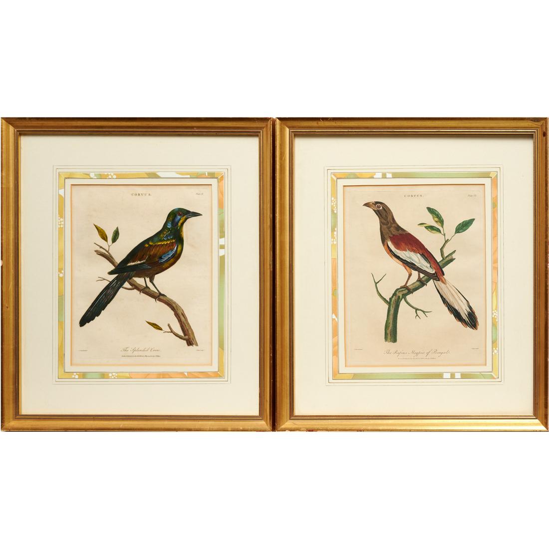 J. Pass, pair ornithological engravings (1 of 8)