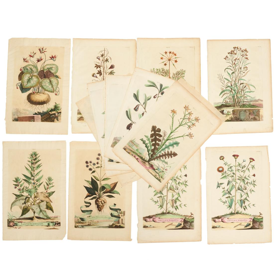 Abraham Munting, (14) colored botanical engravings (1 of 4)