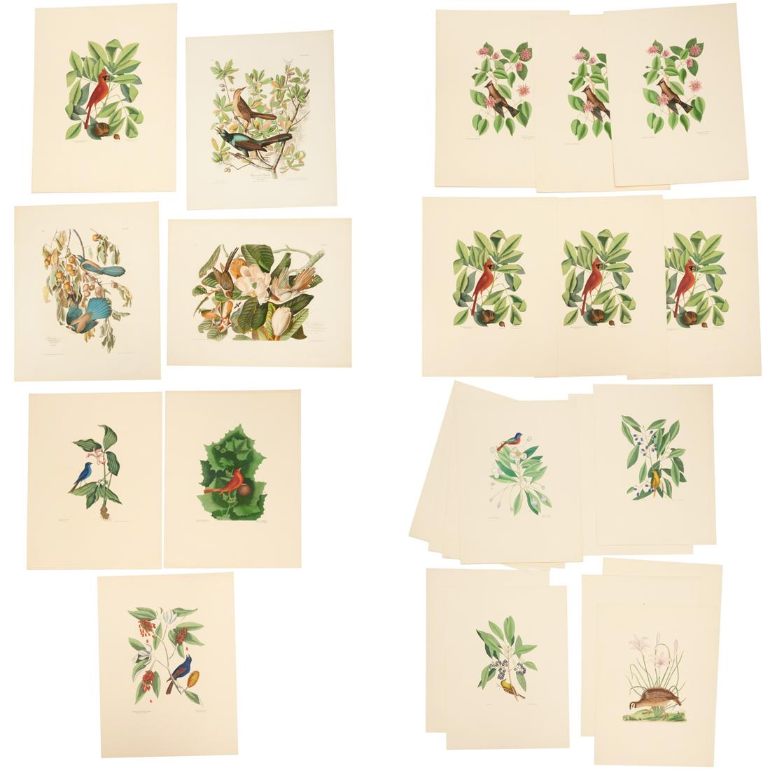 After Catesby & Audubon, (24) bird lithographs: After Catesby & Audubon, (24) bird lithographs, Includes (3) plates from the 1937 A.P.P. Co. portfolio of John J. Audubon, 18"h x 22"w (sheets), and (21) plates after Mark Catesby, unknown publisher o