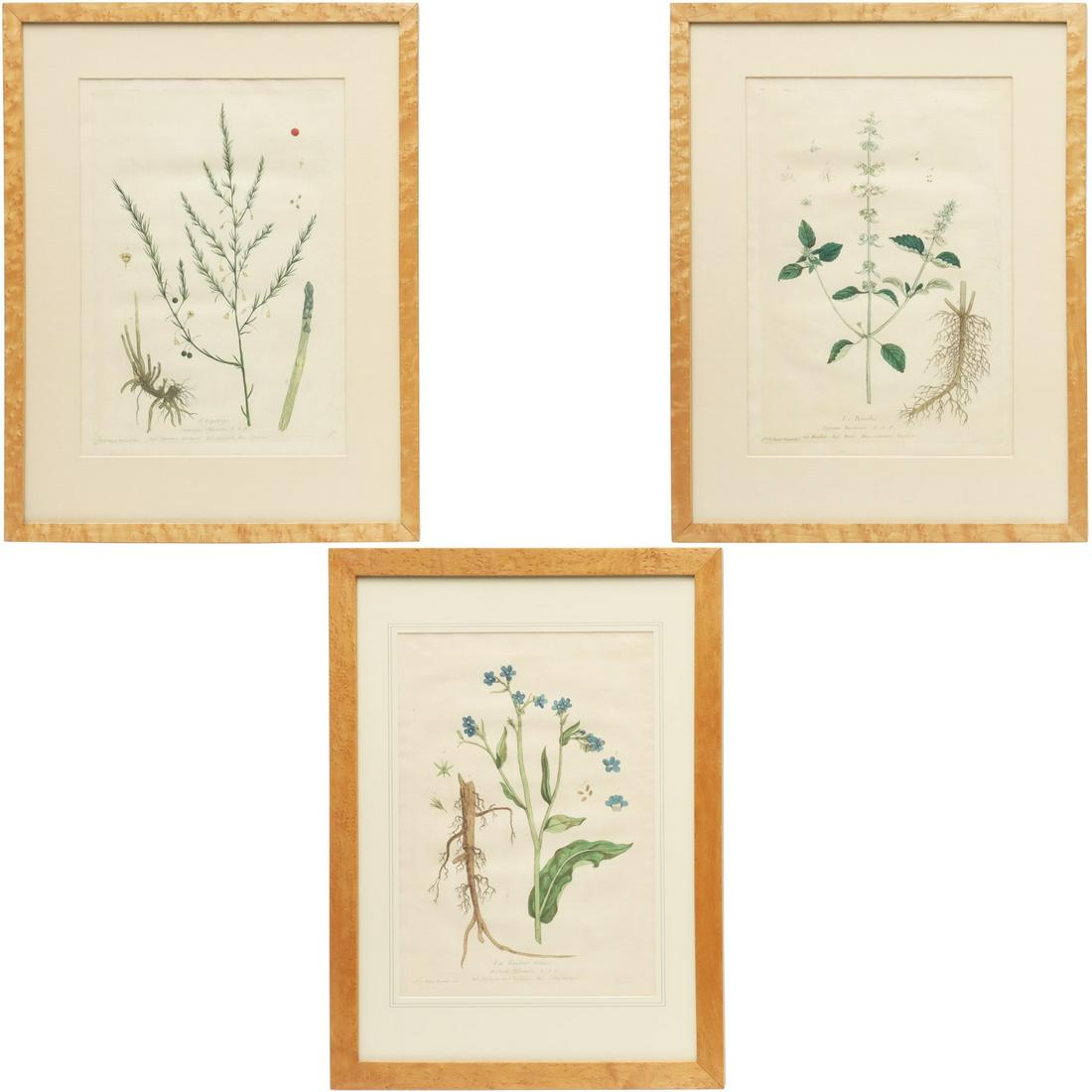 Genevieve de Nangis-Regnault, (3) botanical prints: Genevieve de Nangis-Regnault, (3) botanical prints, c. 1774-1780 or later, includes "L'Asperge", "Le Basilic", and "La Buglose vivace", each matted and framed under glass, larger: 15.75"h x 11.25" (si