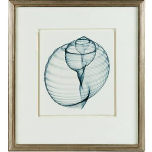 Nick Veasey, photo X-ray on paper, c. 2011: Nick Veasey, photo X-ray on paper, c. 2011, Nick Veasey (British, b. 1962), Nautilus Shell, no signature observed, framed under UV Plexiglas, 10"h x 9"w (sheet), 18"h x 16.25"w (frame) Provenance: The