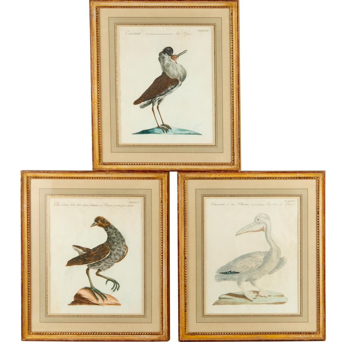Saverio Manetti, (3) Ornithology prints, c. 1776 (1 of 7)