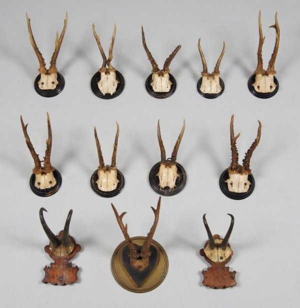 Group (12) German Black Forest antler mounts: Group (12) German Black Forest antler mounts, 19th/20th century, largest: 10"h x 7"w