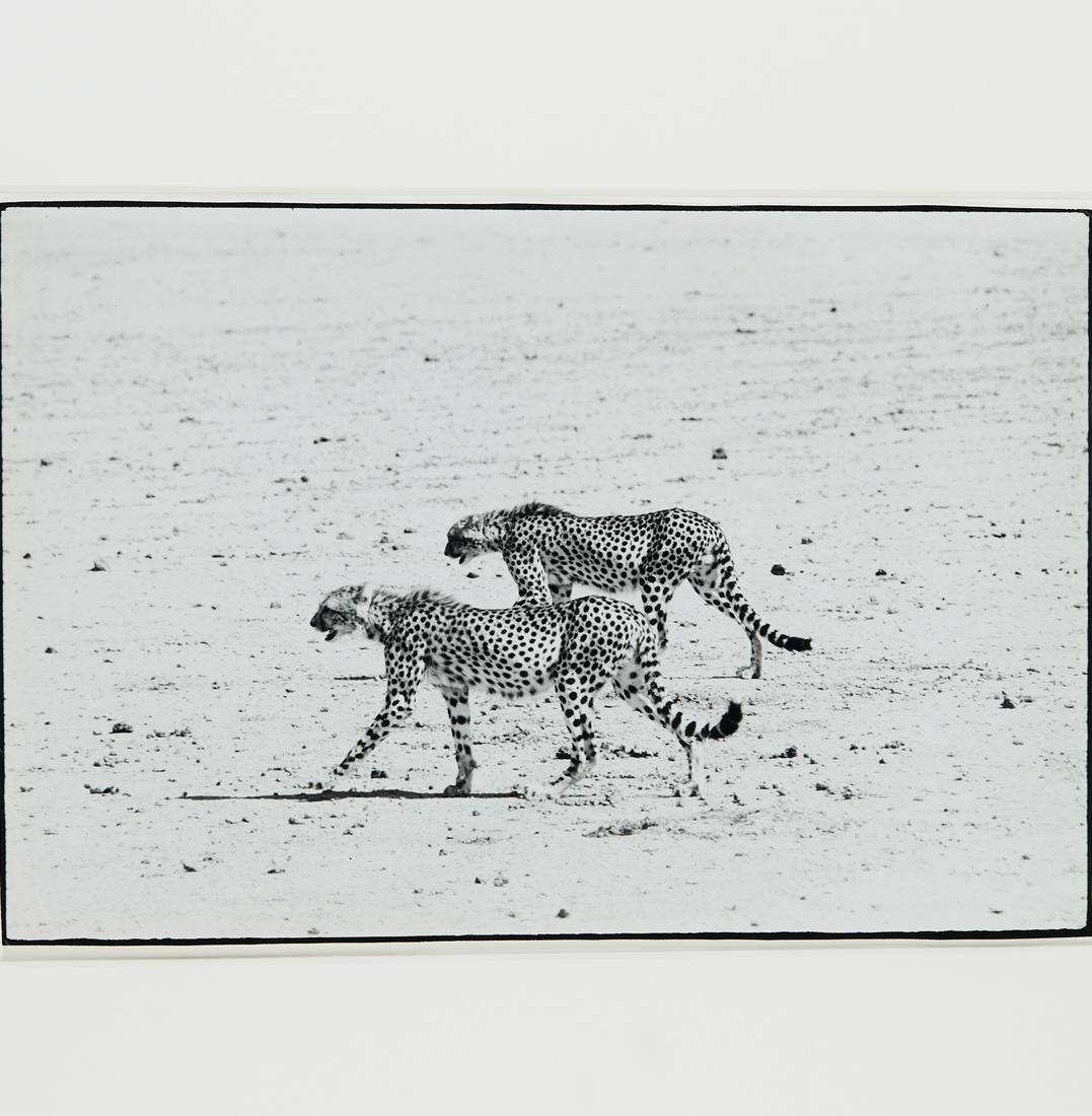 Peter Beard, framed photograph, stamped (1 of 7)