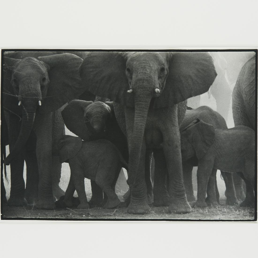 Peter Beard, framed photograph, inscribed (1 of 9)