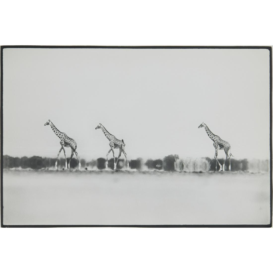 Peter Beard, photograph (1 of 6)