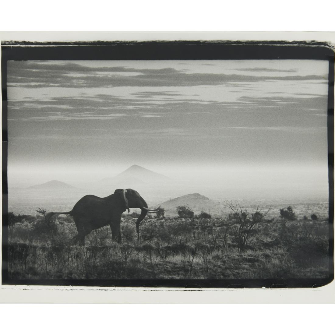 Peter Beard, photograph, artist stamped: Peter Beard, photograph, stamped, Peter Beard (American, 1938-2020), Elephants Memory, studio and agent's stamp on verso, loose and unframed, 16"h x 20"w Provenance: The Estate of Peter Schub, New Yor