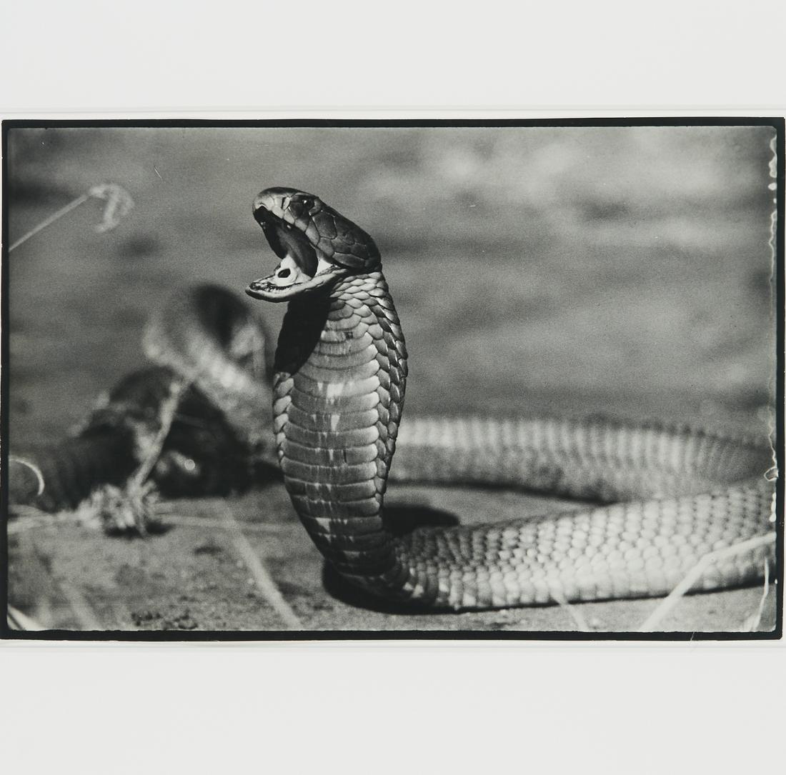 Peter Beard, photograph, artist stamped: Peter Beard, framed photograph, Peter Beard (American, 1938-2020), Spitting Cobra, Tsavo, June 1960, photograph mounted into mat, 13"h x 19.5"w (sheet), 23"h x 28.75"w (mat) Provenance: The Estate of