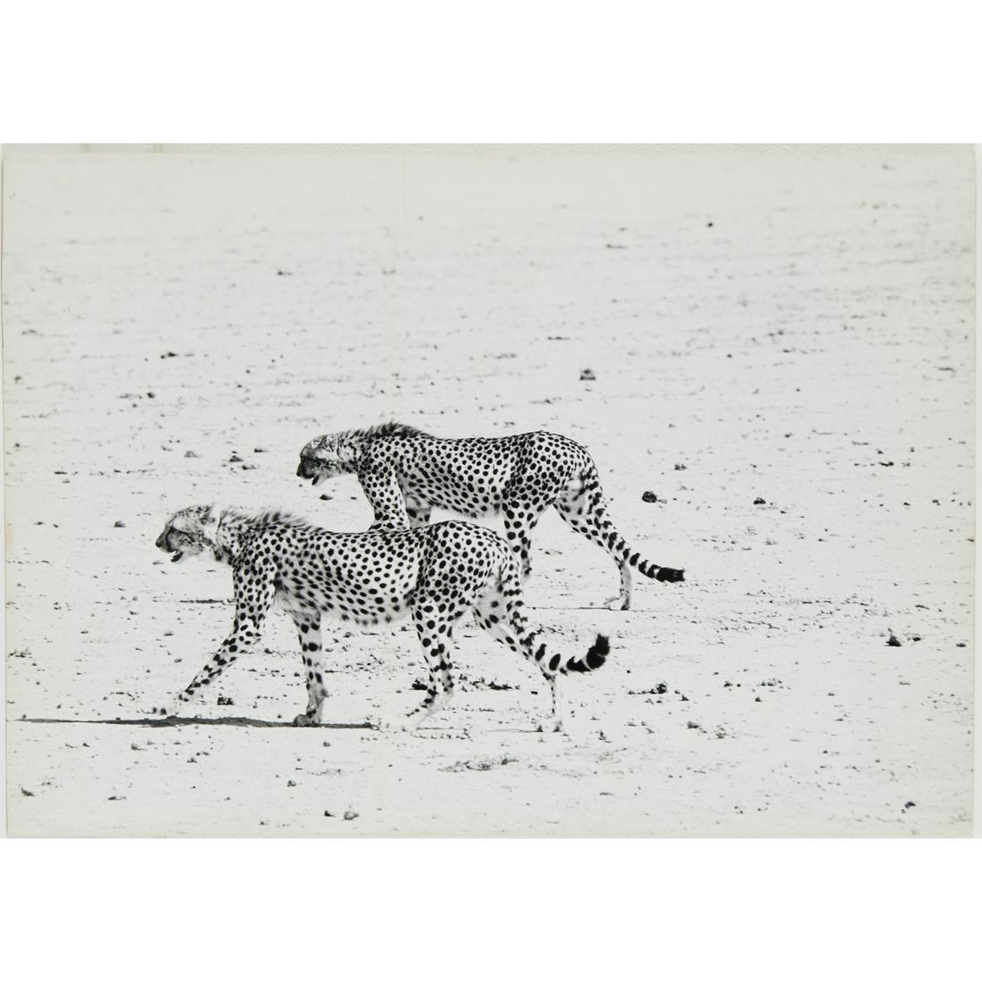 Peter Beard, photograph, inscribed: Peter Beard, photograph, inscribed, Peter Beard (American, 1938-2020), Pair of Cheetahs, photograph mounted on illustration board, used in unknown publication as noted on verso with photographer's nam