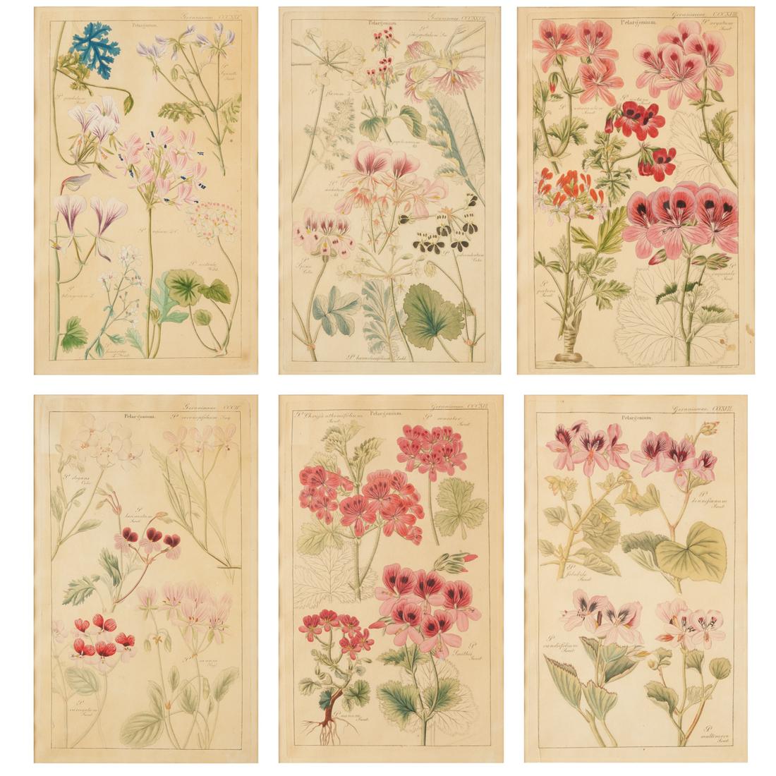 David Dietrich, (6) botanical engravings,1834 (1 of 7)