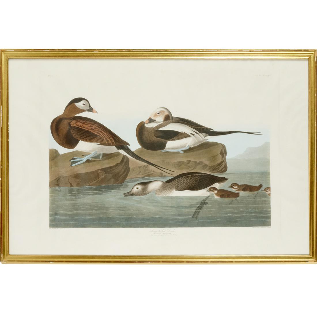 J.J. Audubon, aquatint with hand-coloring (1 of 7)