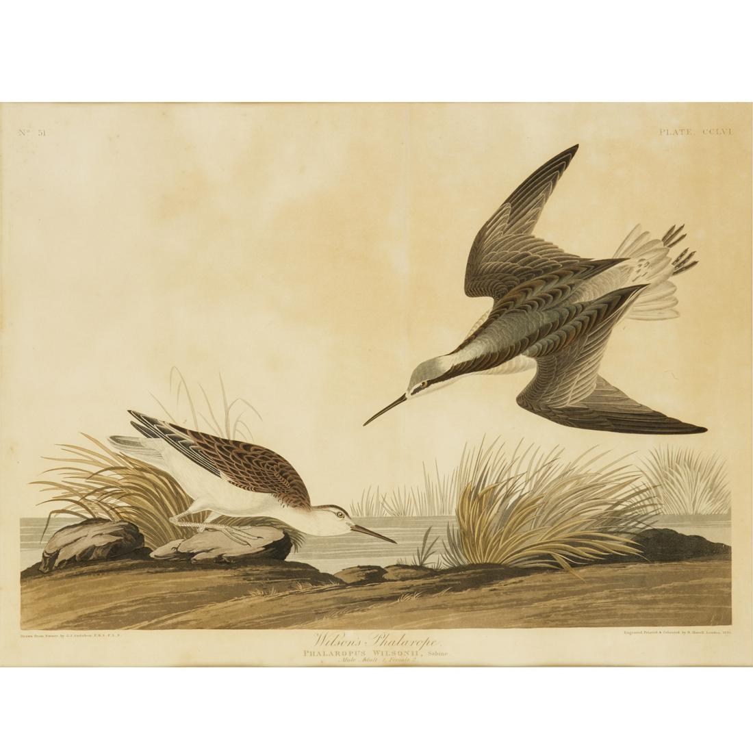 John James Audubon, aquatint engraving, 1835 (1 of 11)