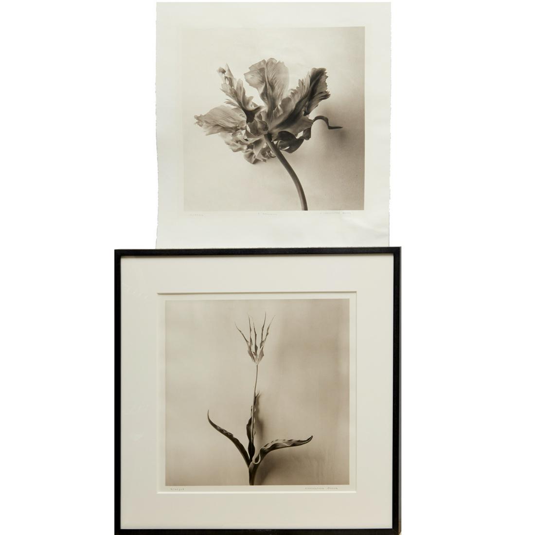 Christopher Baker, (2) botanical photographs (1 of 9)