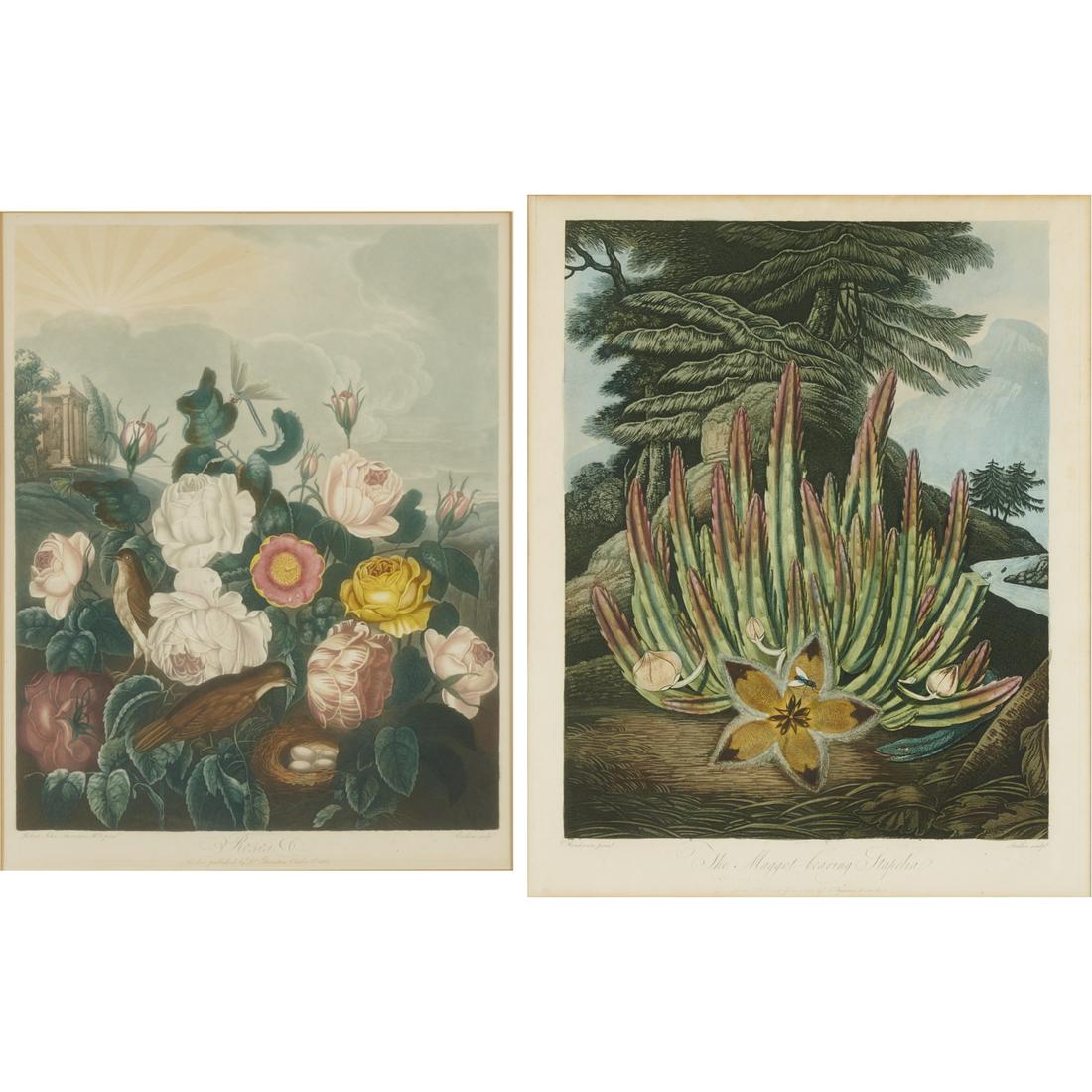 Dr. Robert John Thornton, (2) botanical engravings: Dr. Robert John Thornton, (2) botanical engravings, Dr. Robert John Thornton (British, 1768-1837), "The Maggot-bearing Stapelia", 1801, and "Roses", 1805, hand-colored aquatints with stipple engraving