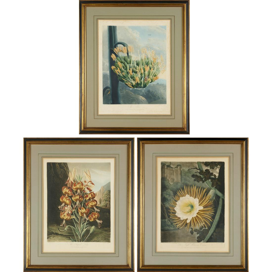 Dr. Robert John Thornton, (3) botanical engravings: Dr. Robert John Thornton, (3) botanical engravings, Dr. Robert John Thornton (British, 1768-1837), "The Aloe". 1798, "The Supurb Lily", 1799, and "The Night-Blowing Cereus", 1800, hand-colored aquatin