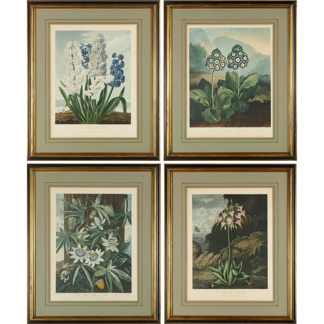 Dr. Robert John Thornton, (4) botanical engravings: Dr. Robert John Thornton, (4) botanical engravings, Dr. Robert John Thornton (British, 1768-1837), "The American Cowslip", 1801, "A Group of Auriculas", 1807, "Hyacinths", 1801, and "The Blue Passion