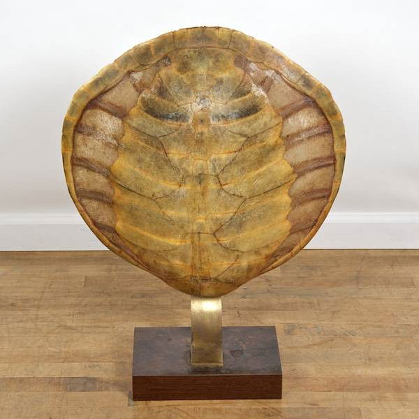 Willy Daro for Maison Jansen tortoise shell lamp: Willy Daro for Maison Jansen tortoise shell lamp, Circa 1950s., 30"h x 21.5"w (total) Provenance: The Estate of Amy Perlin, NY