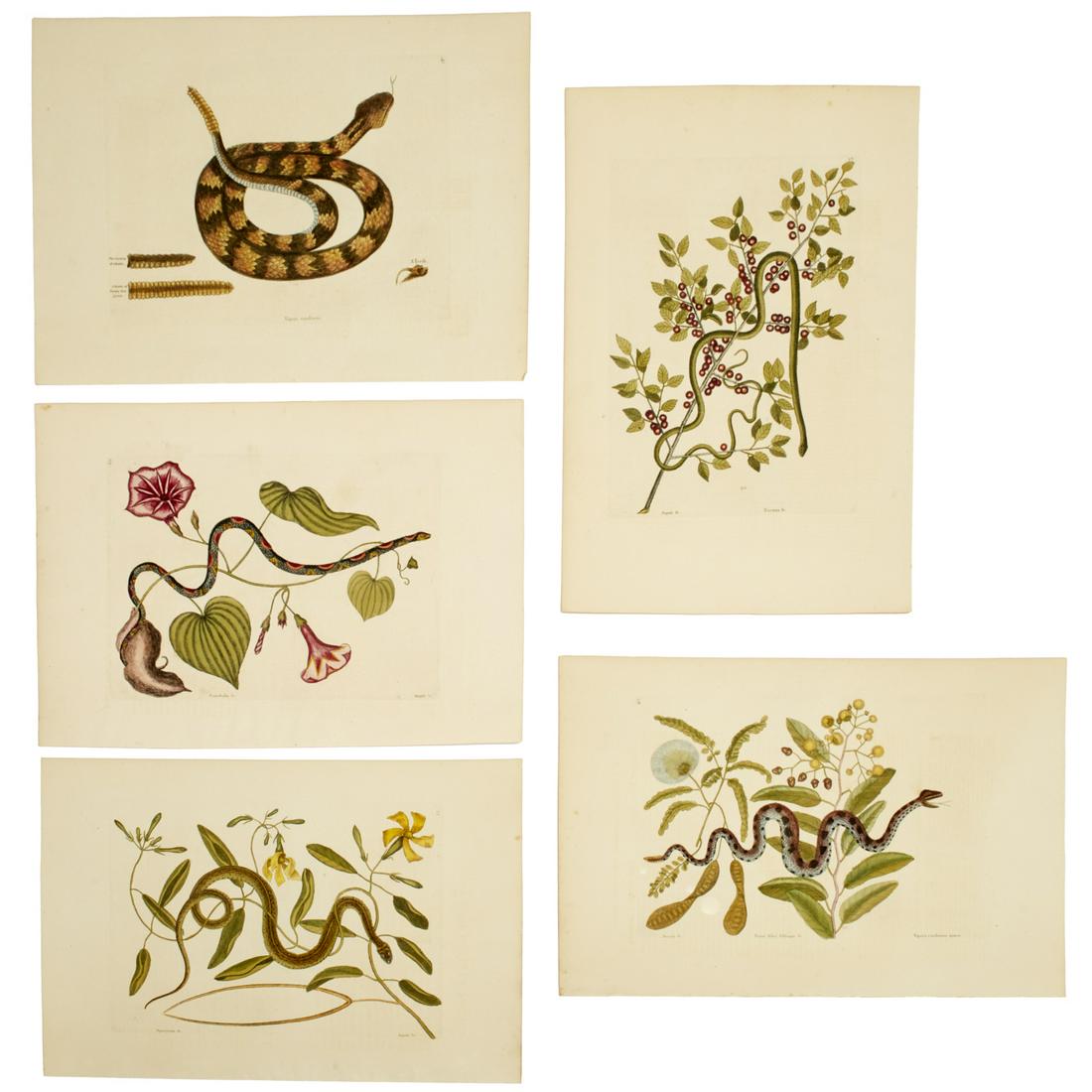 Mark Catesby, (5) hand-colored snake engravings: Mark Catesby, (5) hand-colored snake engravings, From, "The Natural History of Carolina, Florida and the Bahama Islands", London, 1743-1771, includes plates 41, 42, 53, 57 and 60, on laid paper, 4 wit