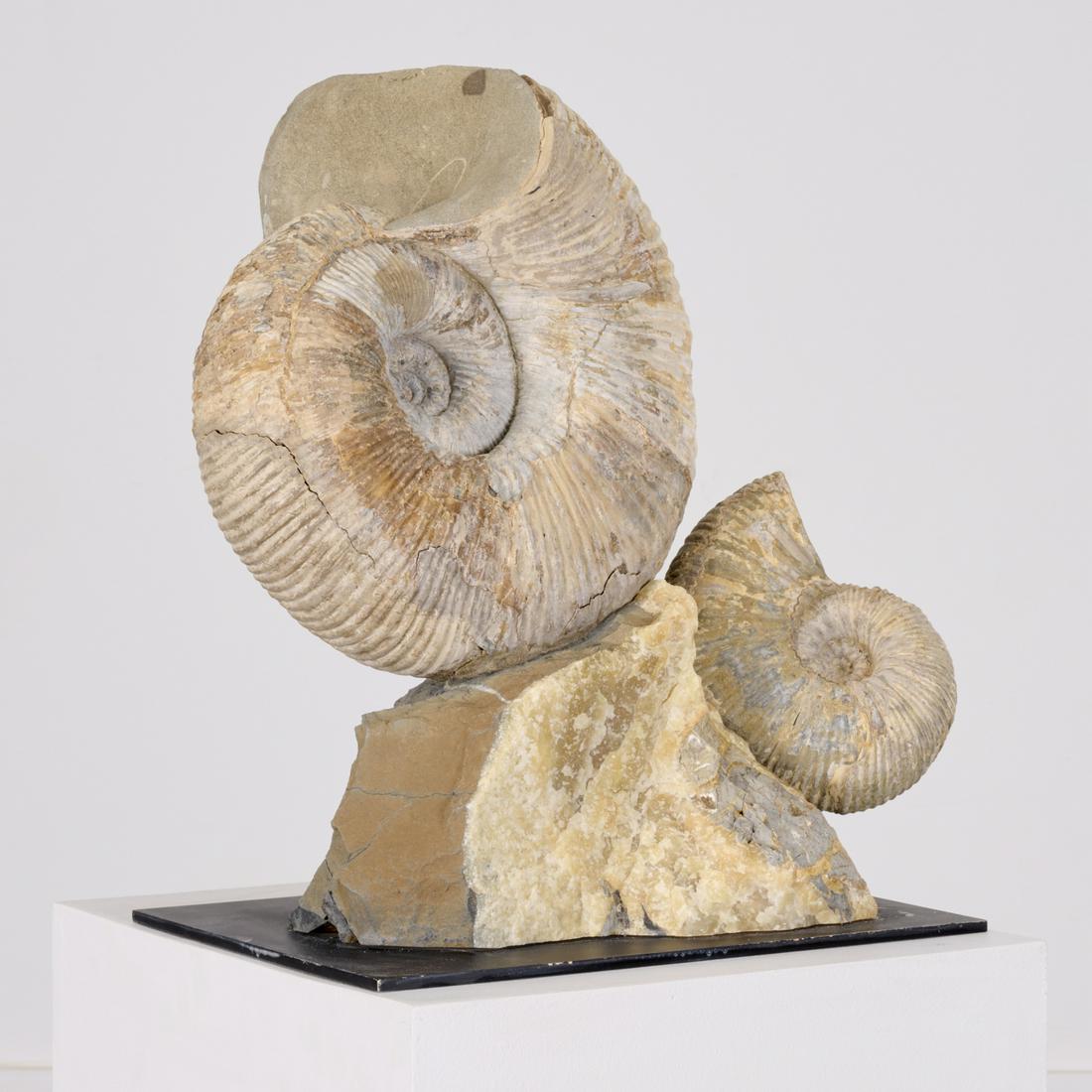 Huge double ammonite fossil specimen (1 of 8)
