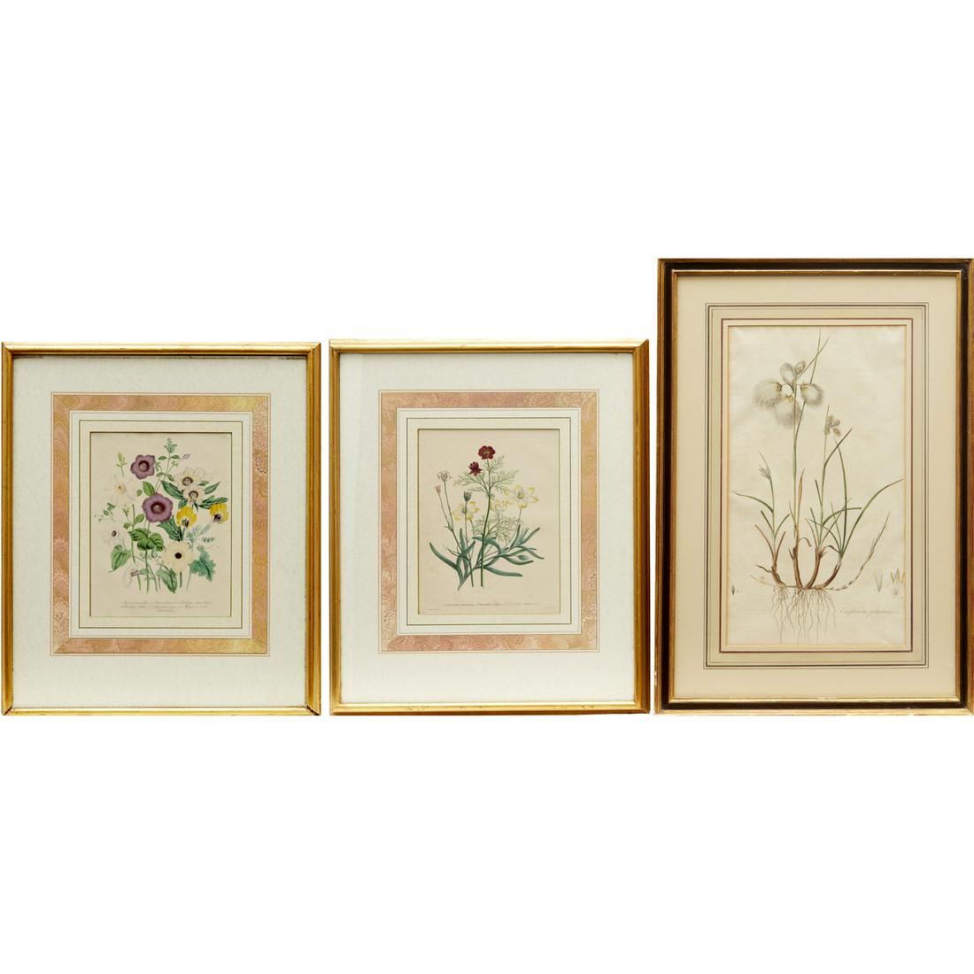 (3) Botanical engravings & lithographs, 19th c. (1 of 8)
