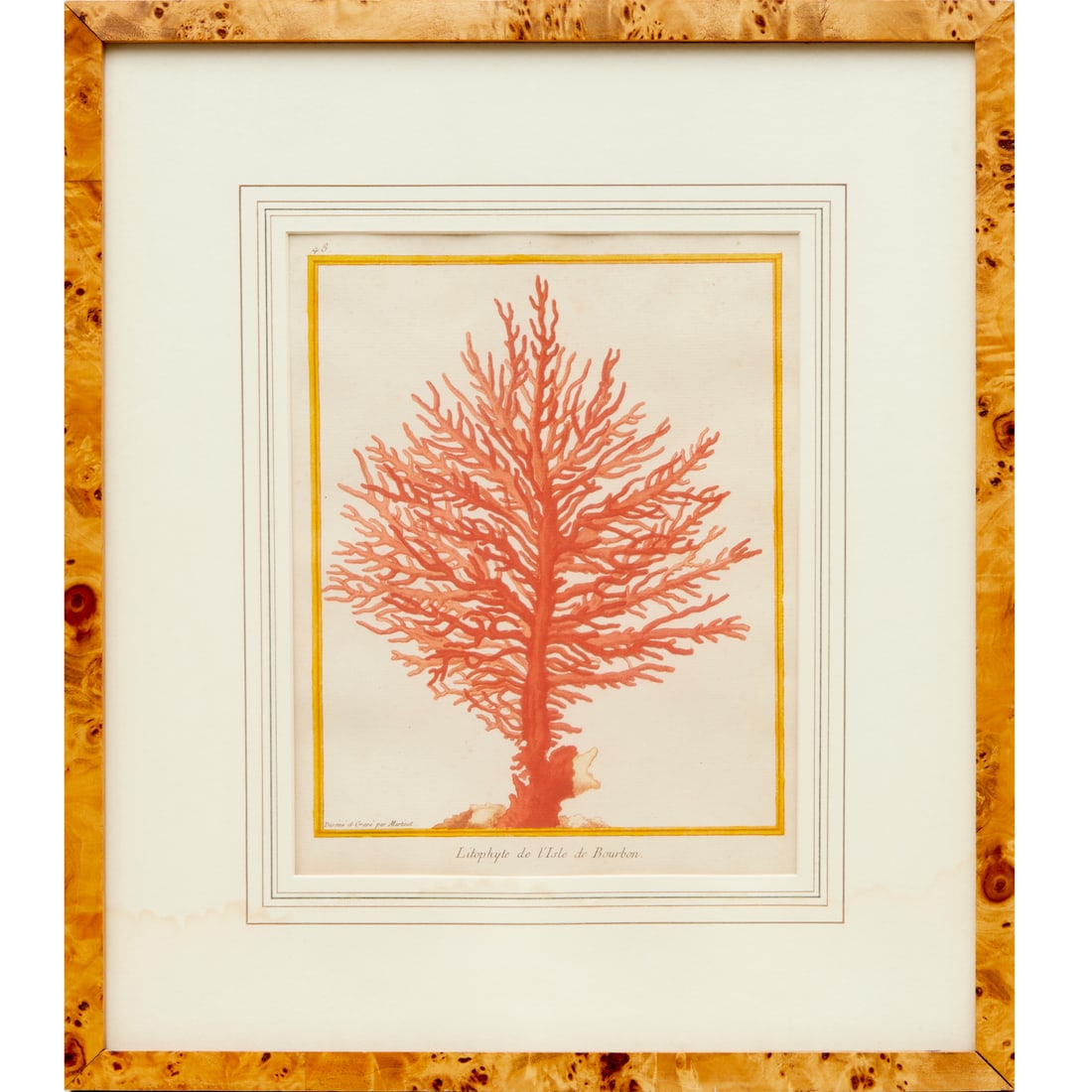 Francois Martinet, hand-colored engraving, coral (1 of 9)