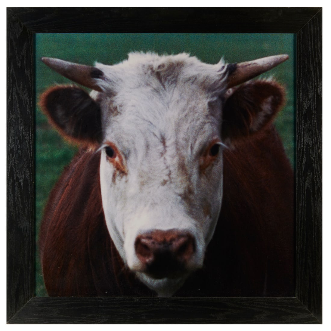 Lewis Stein, large C-print, 2014 (1 of 6)