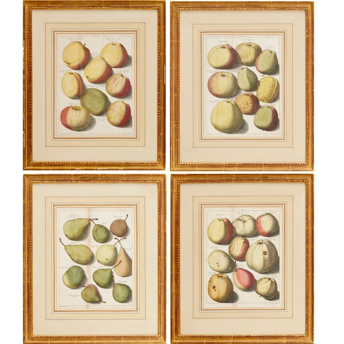 Johann Hermann Knoop, (4) botanical prints (1 of 8)