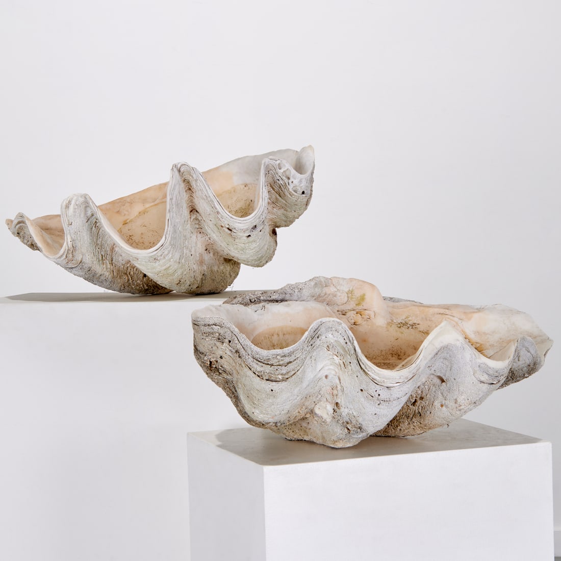 Tridacna Gigas, natural giant clam shell (1 of 9)