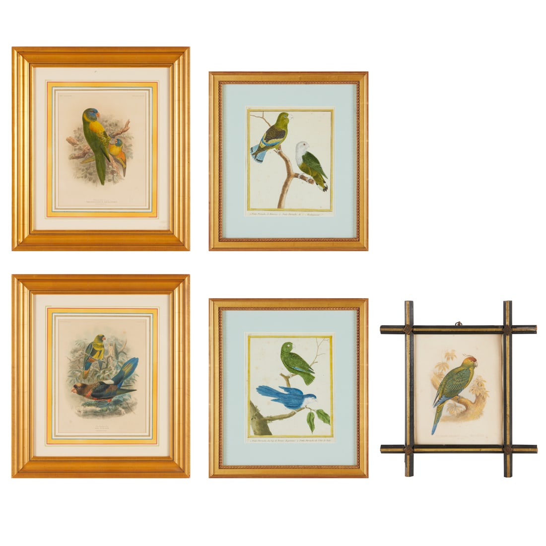 Group (5) antique hand-colored parrot prints (1 of 11)