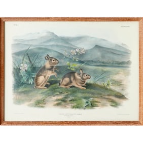 After John J. Audubon, lithograph, c. 1846