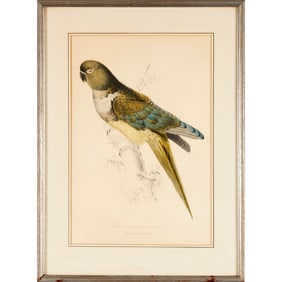 Edward Lear, hand-colored parrot lithograph